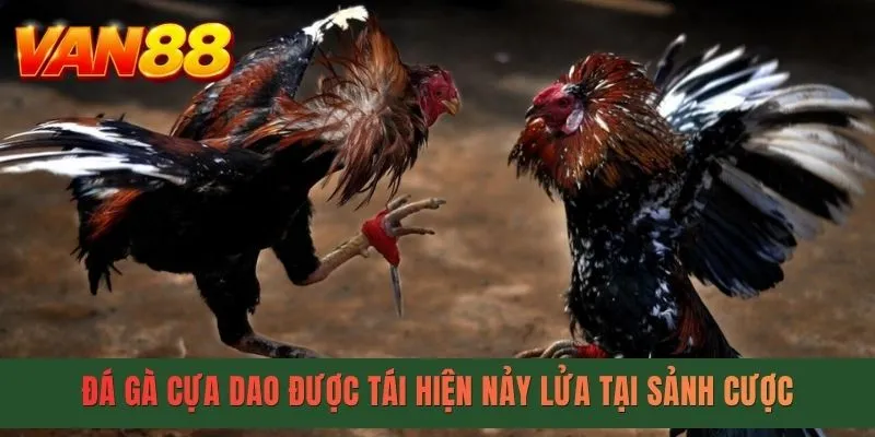 Đá gà cựa dao được tái hiện nảy lửa tại sảnh cược